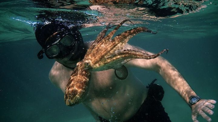 ‘My Octopus Teacher’ Stuns Audiences, Reinforces Power of Nature